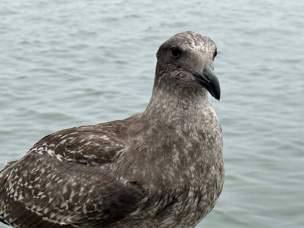 kelp gull
