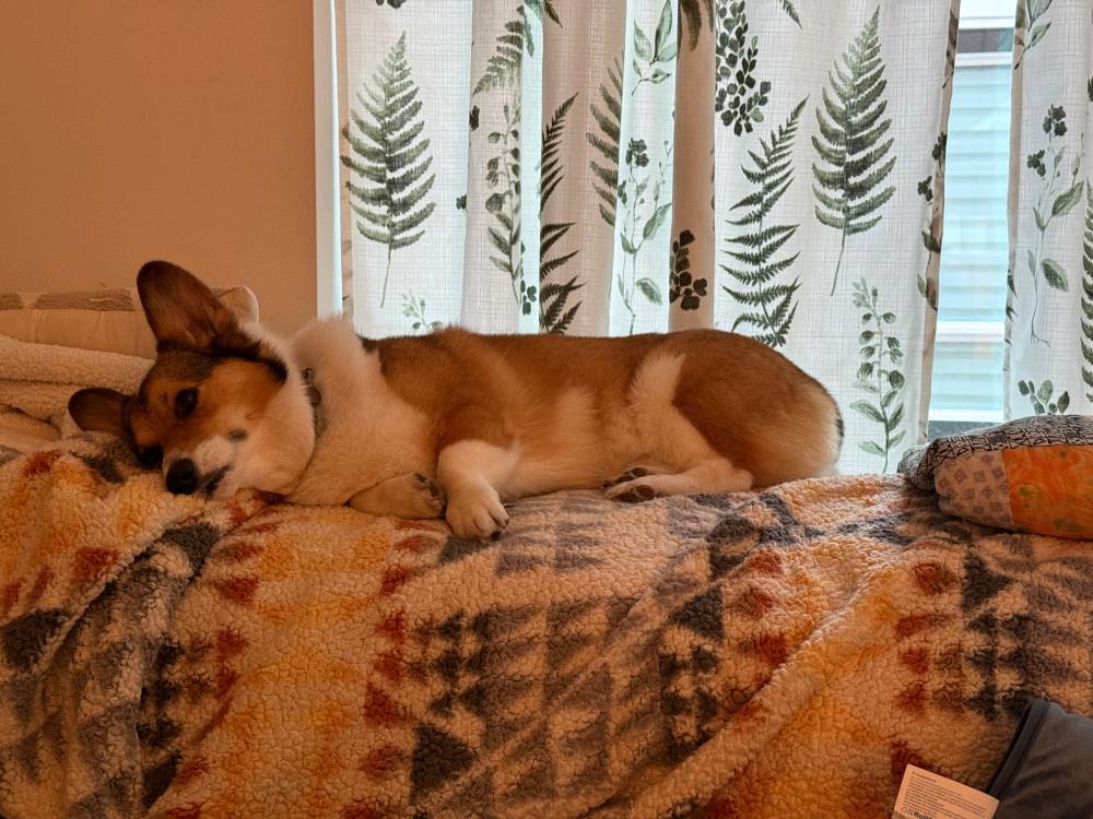 A sleepy corgi