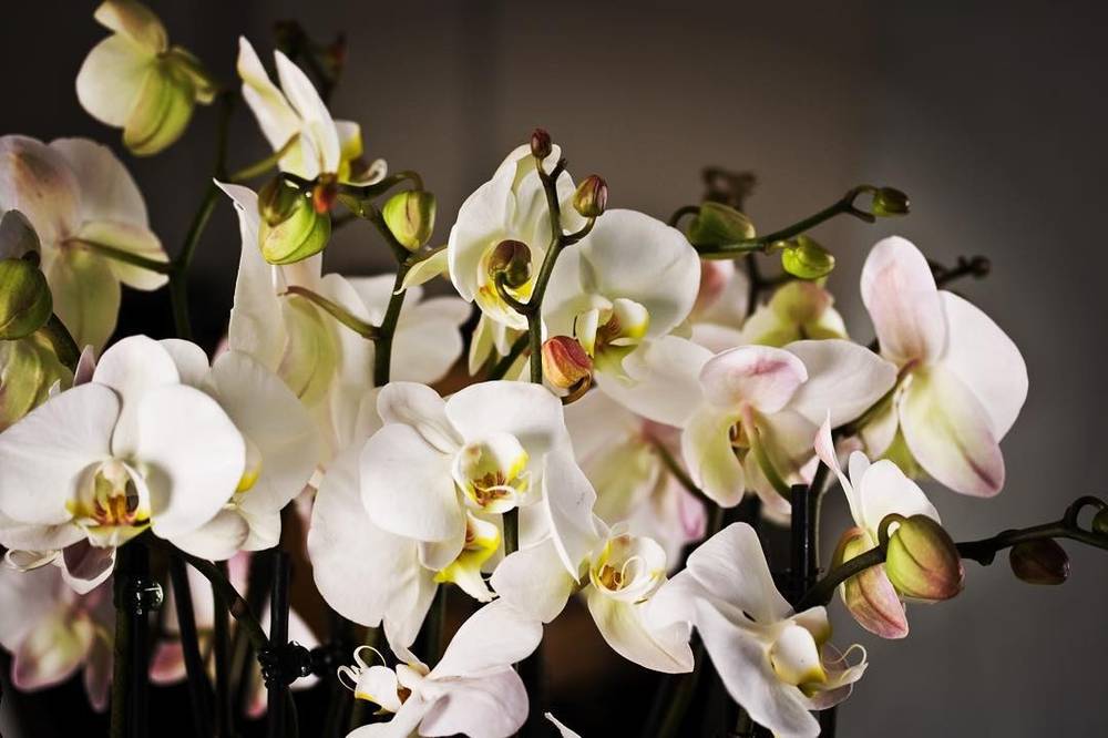 A close-up of white and pink orchid flowers.