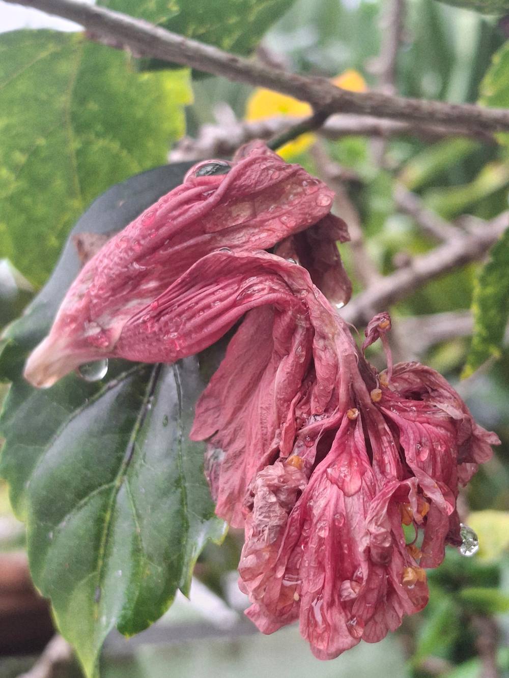 Hibiscus