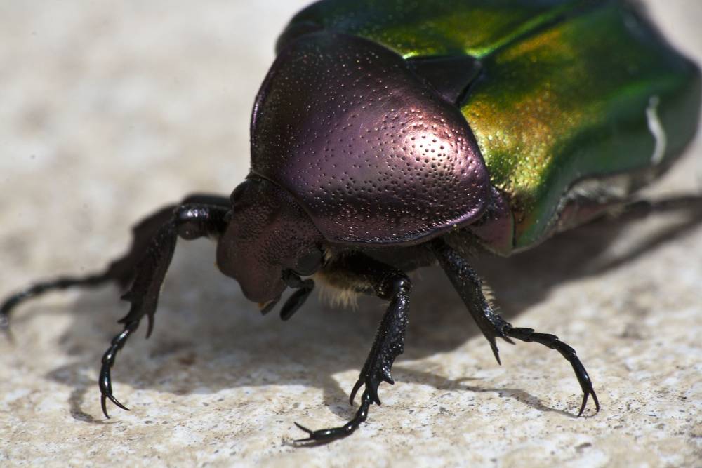 A close-up shows the iridescent green and copper shell of a rose chafer beetle.