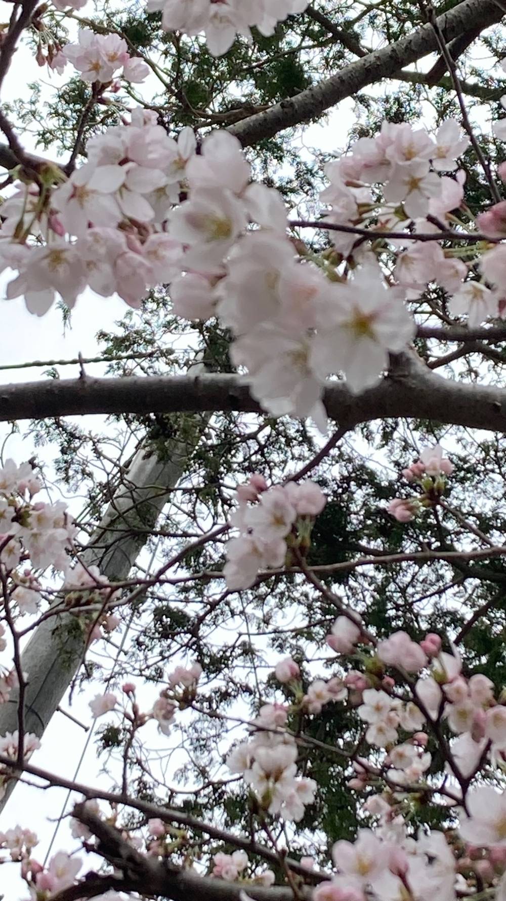 桜, photo 2 of 5