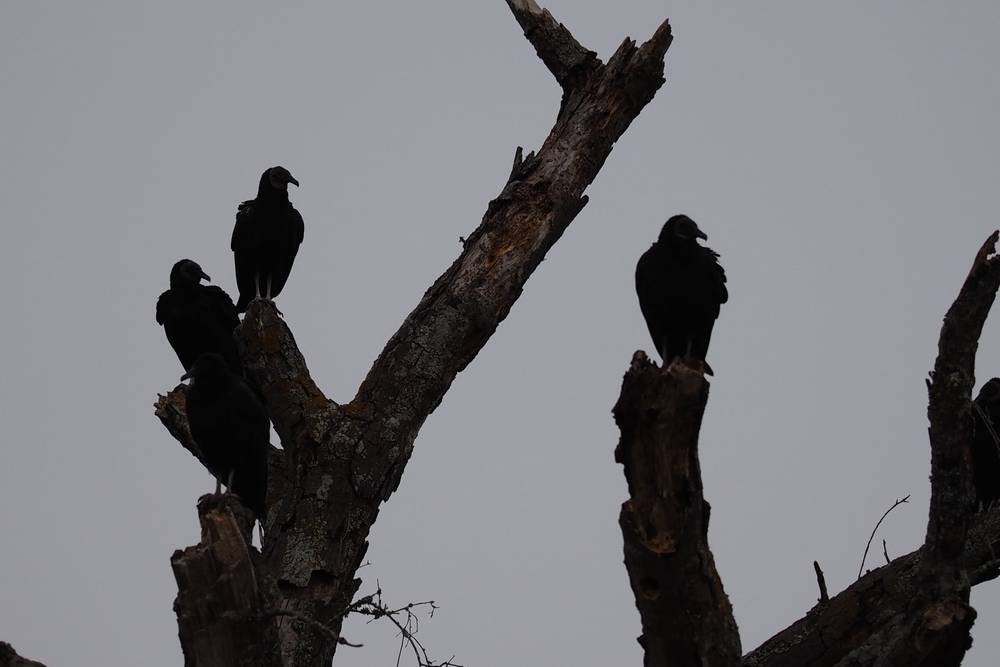 Same frame; vultures are looking around.