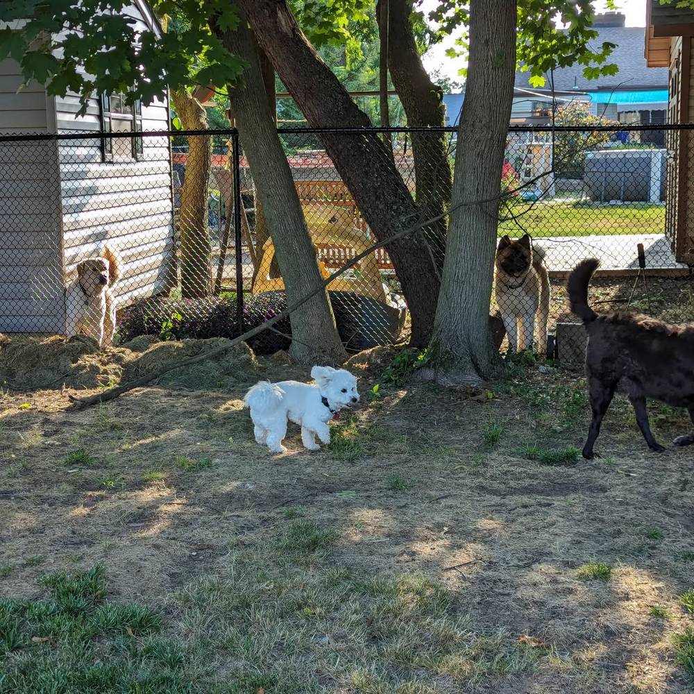 I always have fun staying at my aunt's house and talking to the other dogs 🌳
