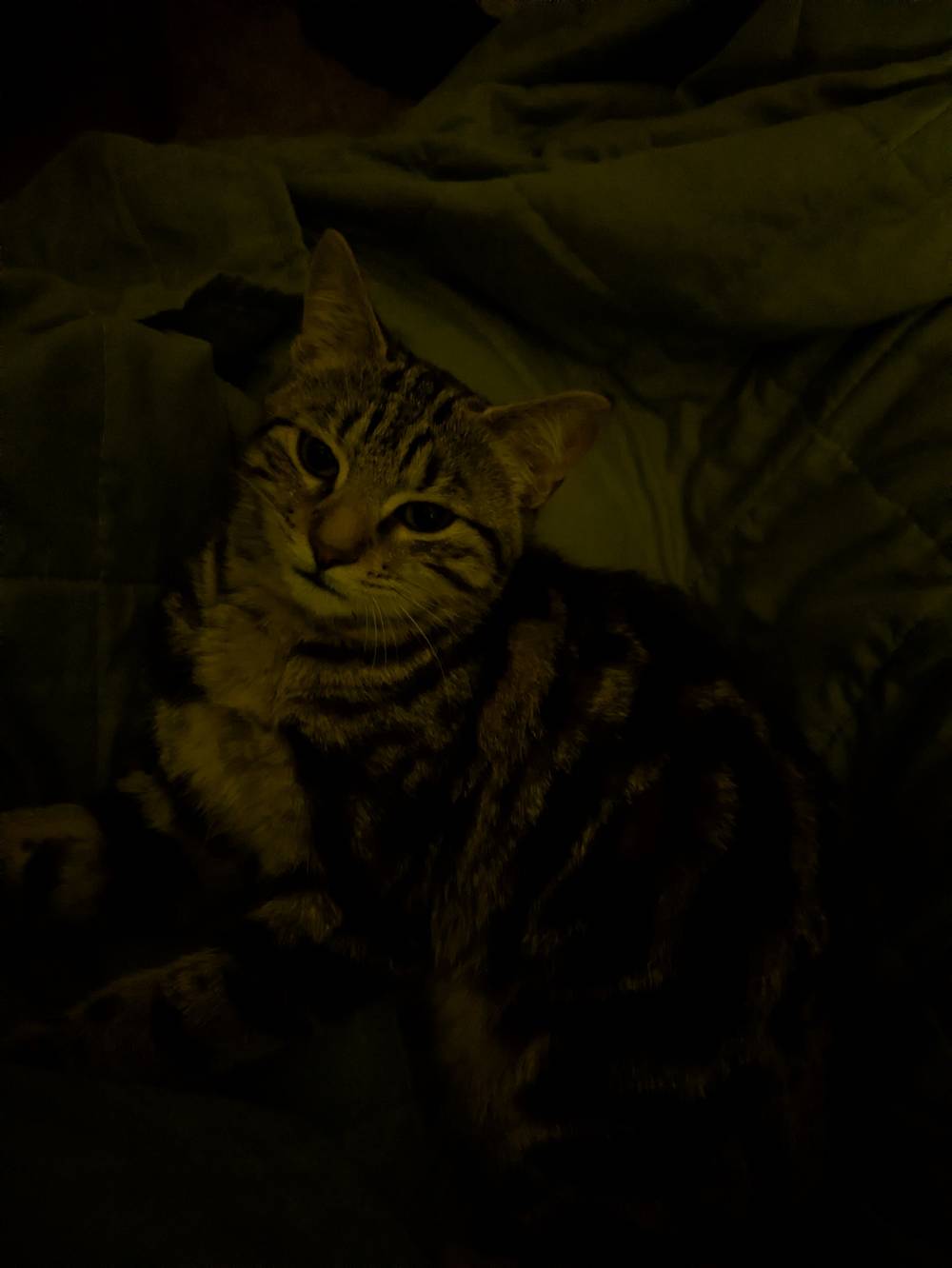 Pet Cats