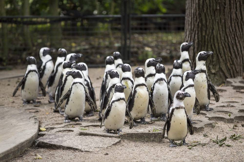 A group of penguins stands together on sand.