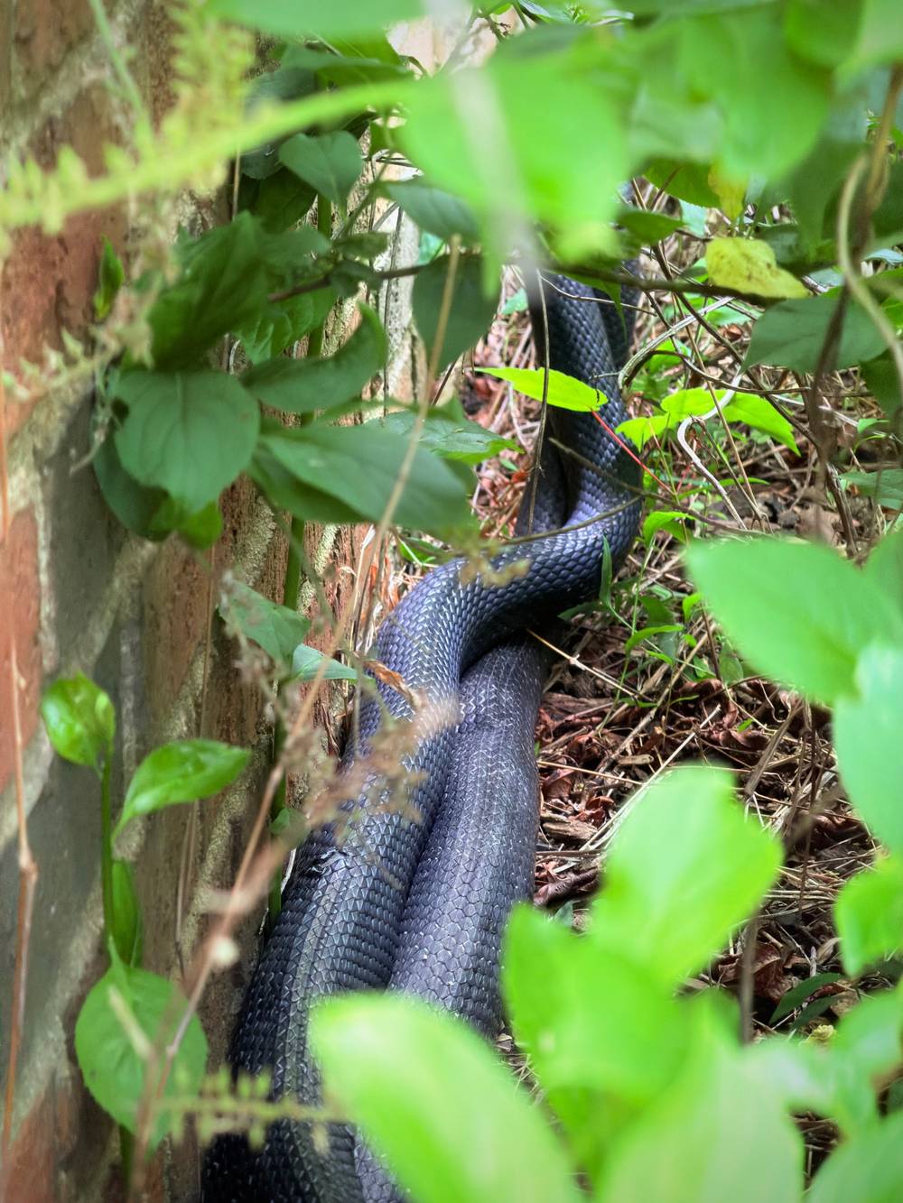 snek
