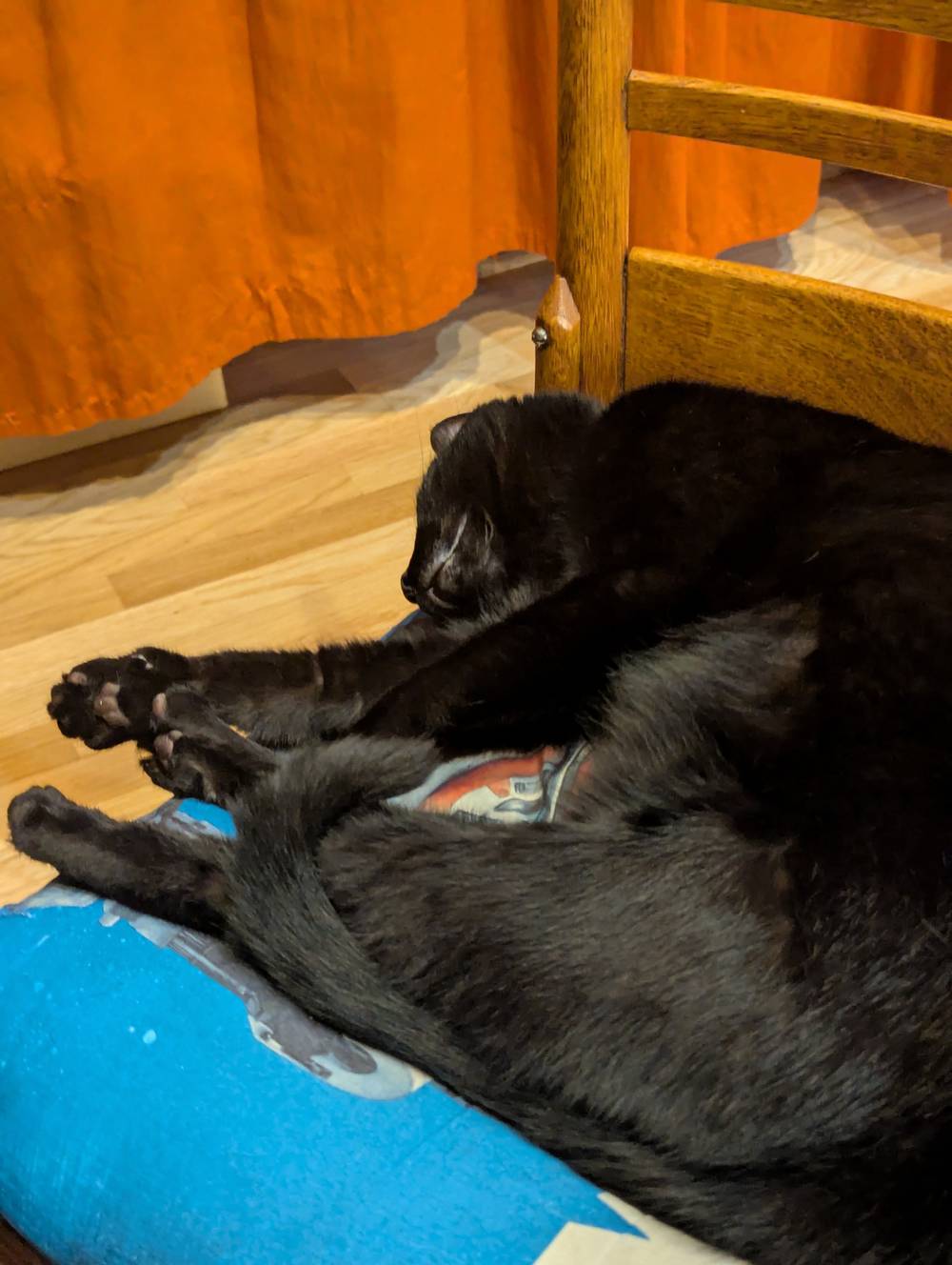 black cat laying down on a pillow on a chair, curled up with all of his paws close to each other and pointing away