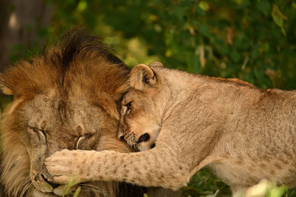 Lions playing
