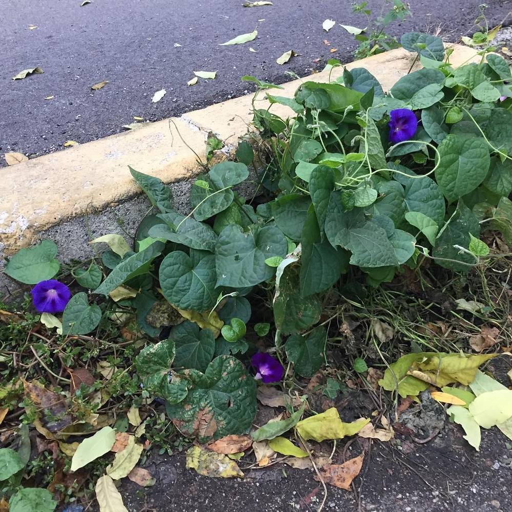 Oct 20, 2016, photo 1 of 1