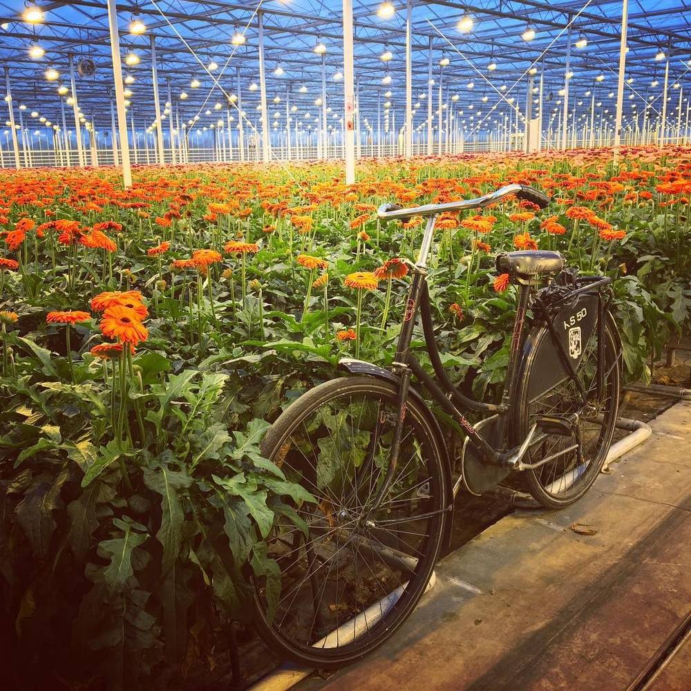 An old bicycle parked in a greenhouse aisle lined with rows of orange gerbera flowers.