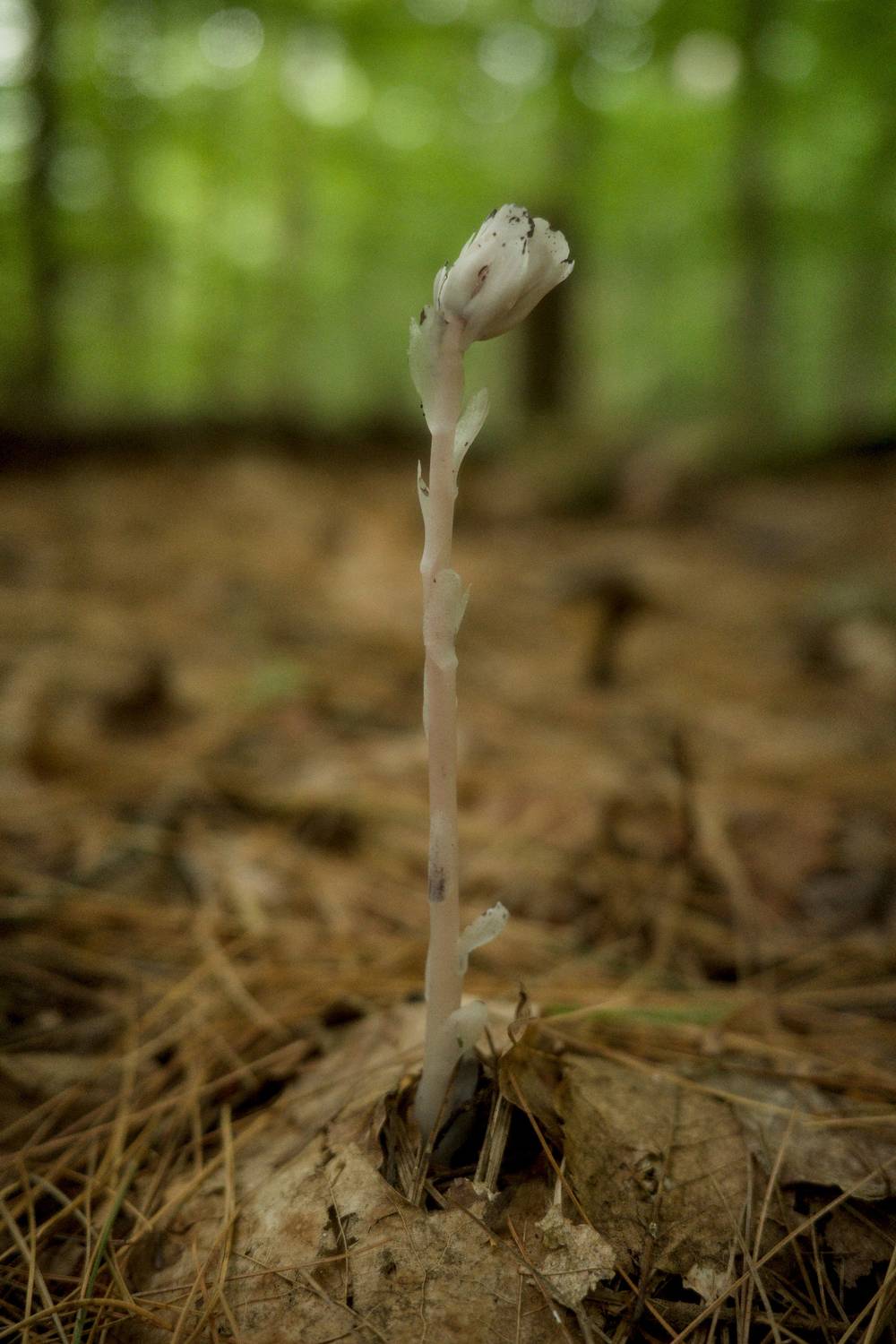A single Ghost Pipe stalk and flower coming up from the ground. Blurred forest in the background.