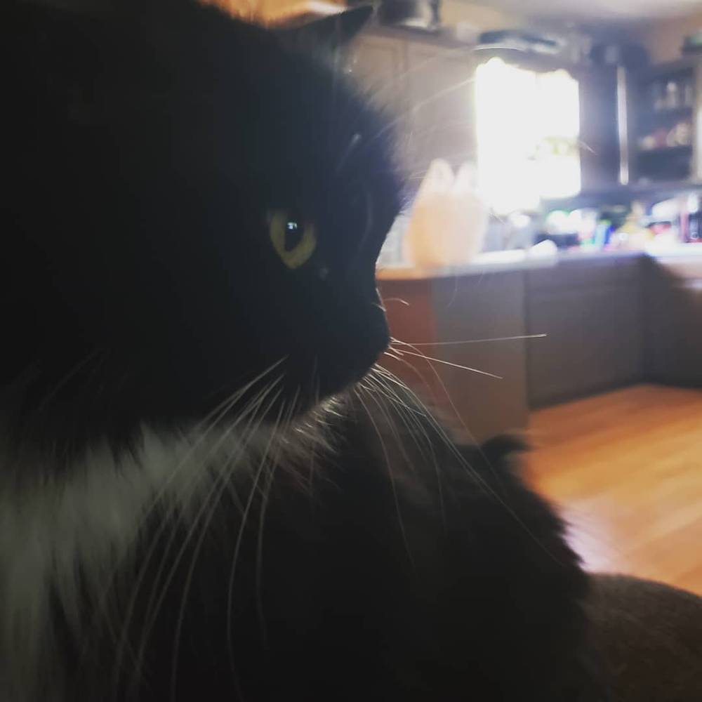 It's Cat