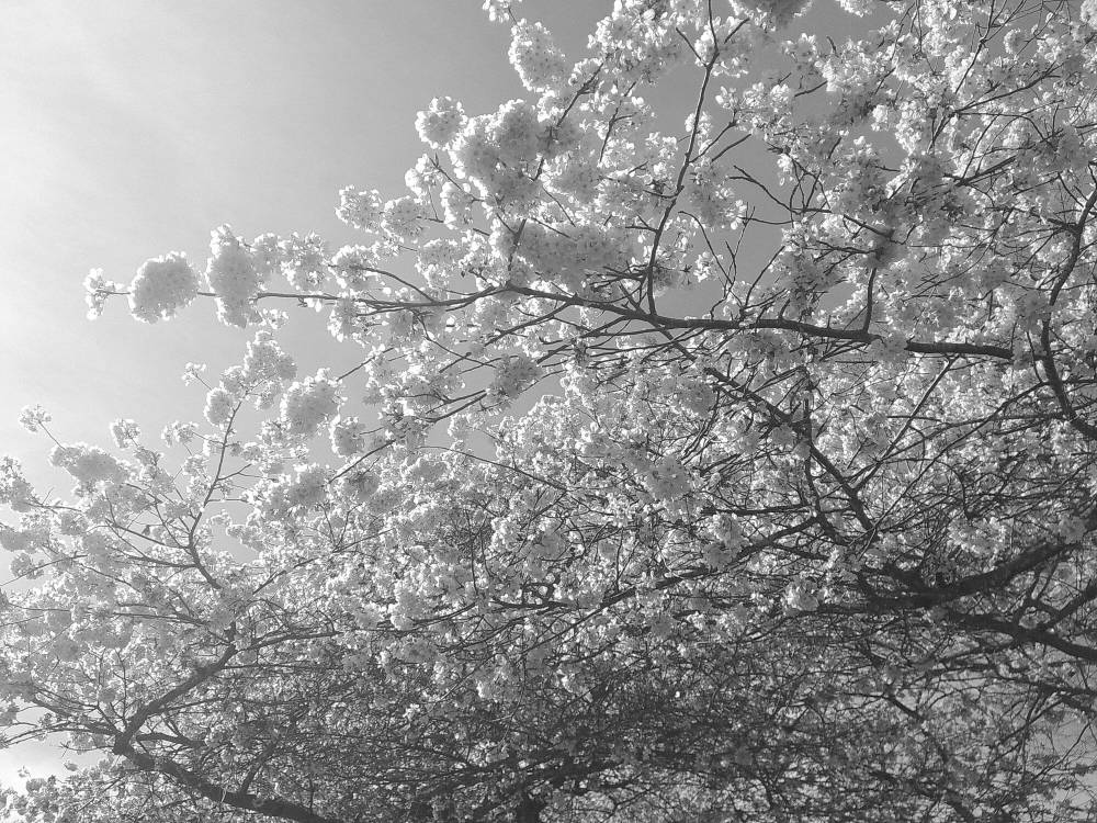 cherry blossoms in portland