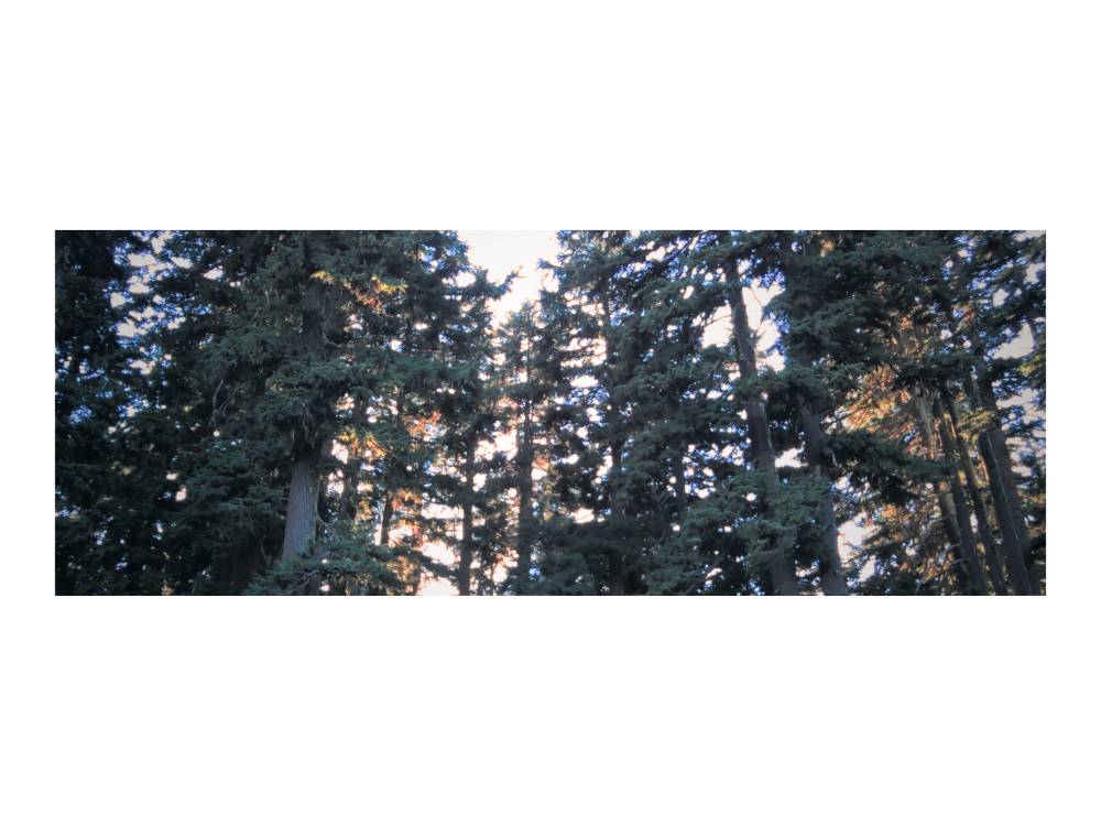 meadows, photo 2 of 17