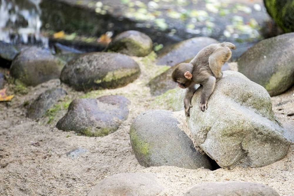 A small monkey perched on a rock among boulders at a zoo enclosure.