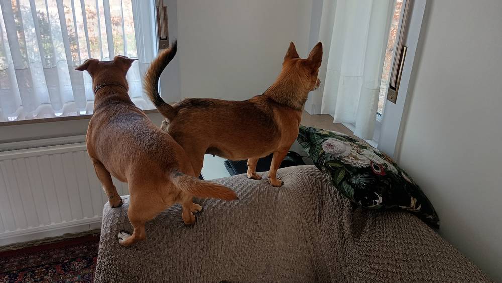 The Neighborhood Watch