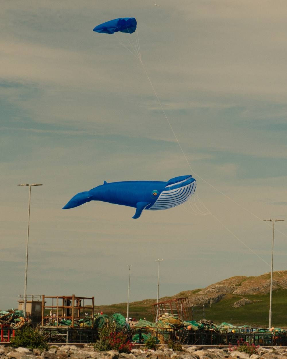 Whale kite