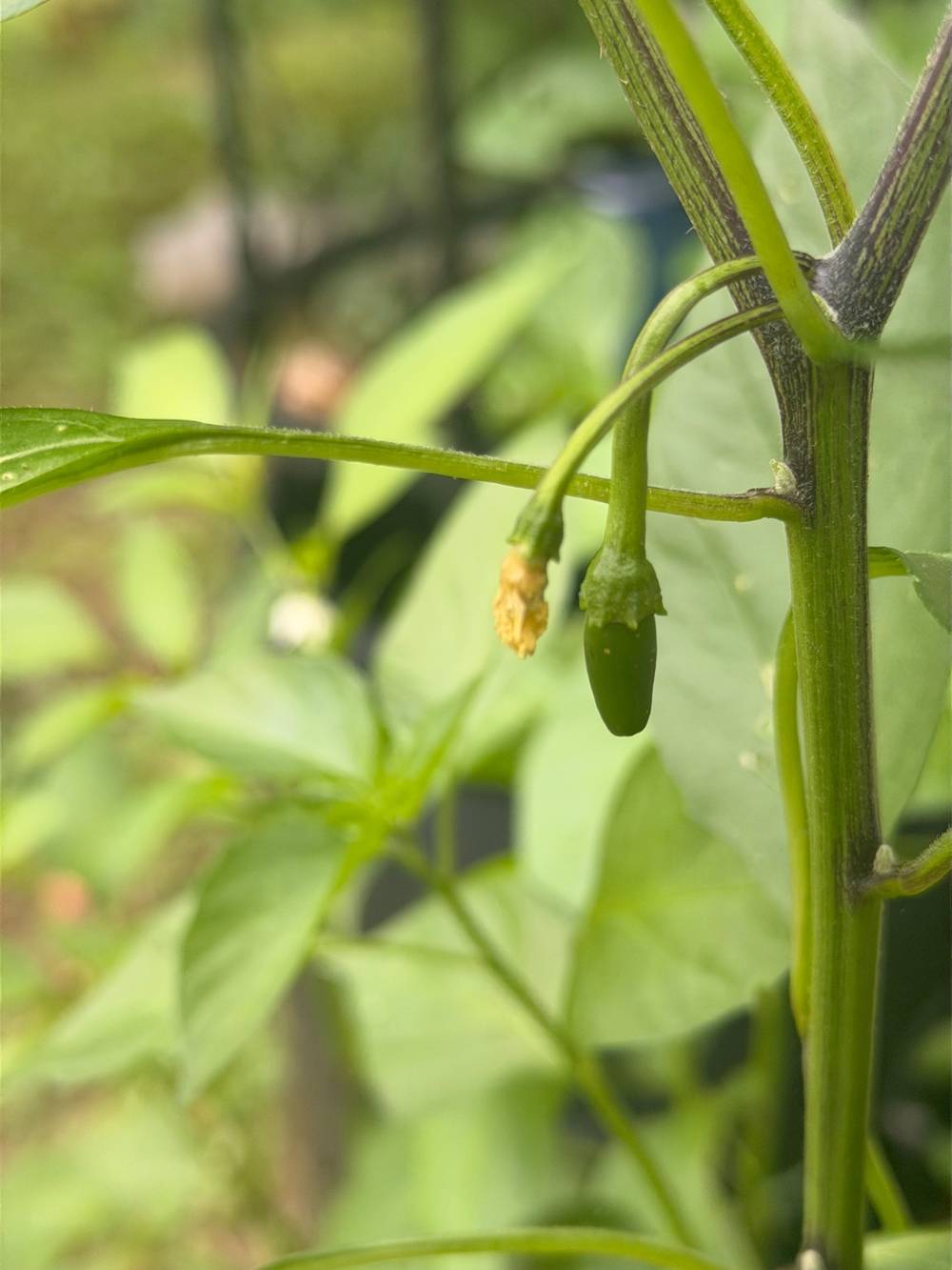 Peppers have started now too