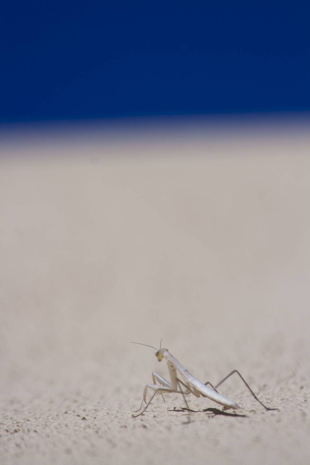 A pale praying mantis rests on a textured stone wall.