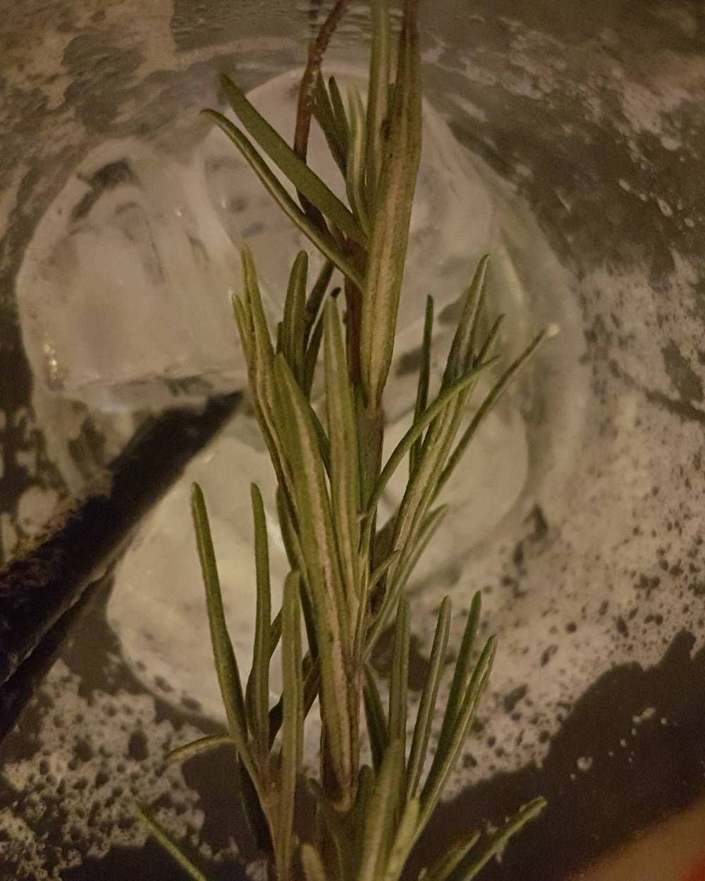Close-up of frost and ice crystals on a glass with a plant sprig.