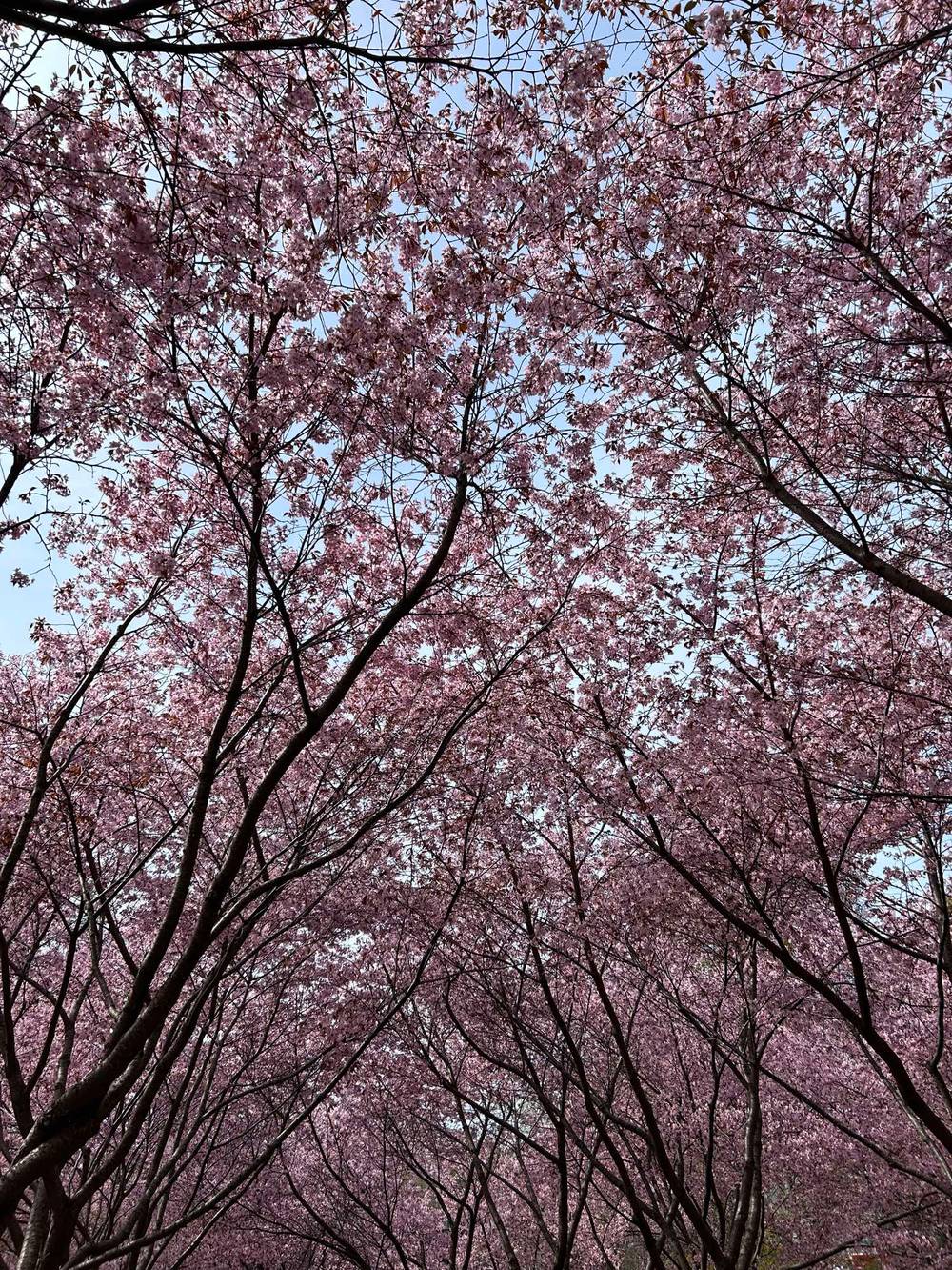 Cherry blossoms