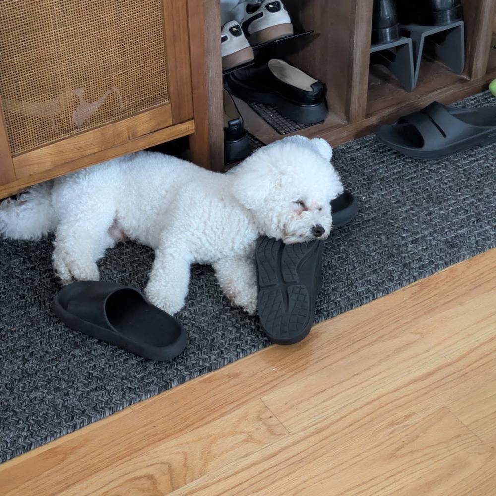 Taking a nap on mommy's shoes 😴, photo 1 of 1