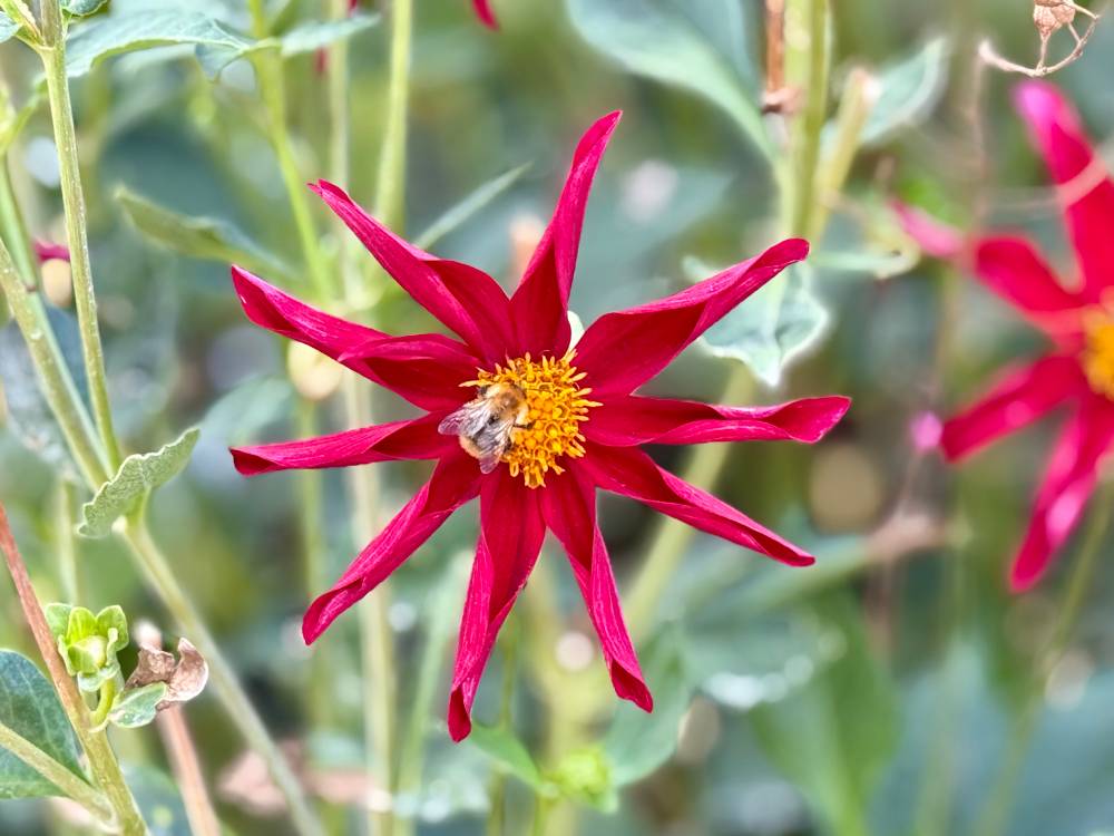 Une fleur et une amie / A flower and a friend