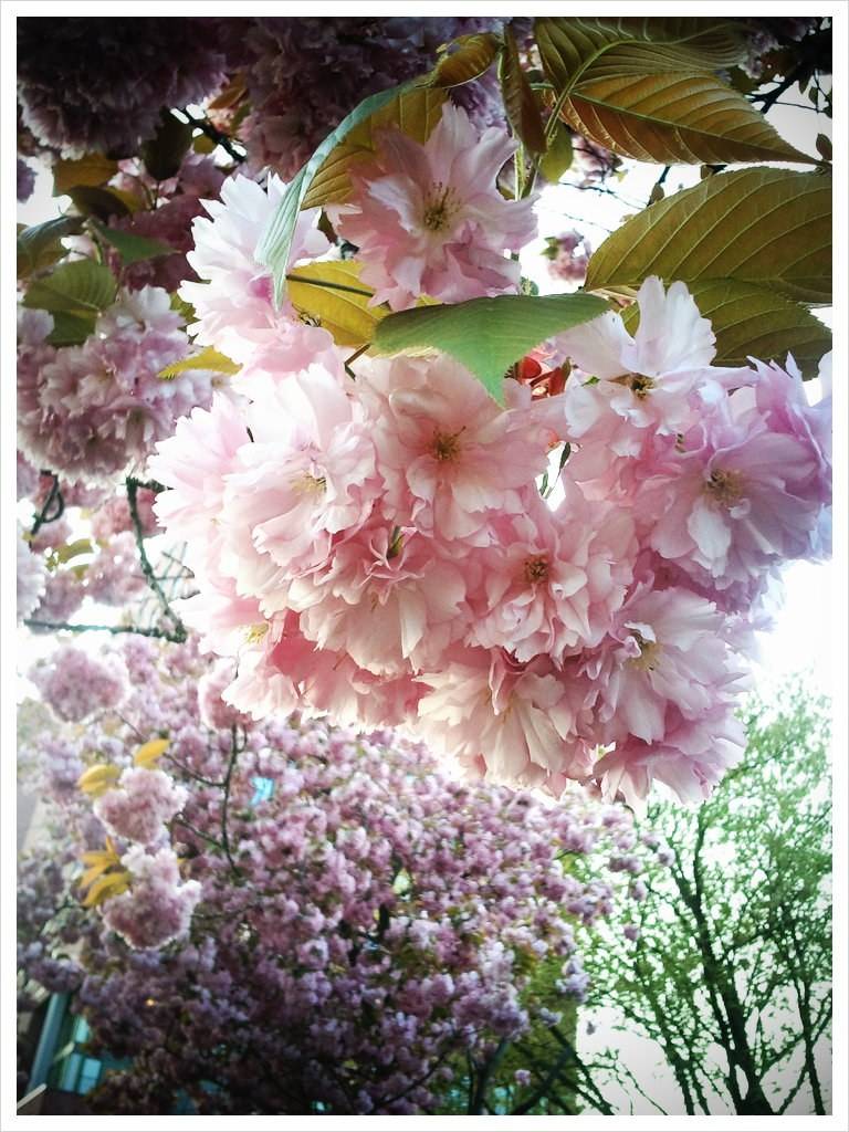 Pink cherry blossoms bloom against a backdrop of purple flowers and green leaves.