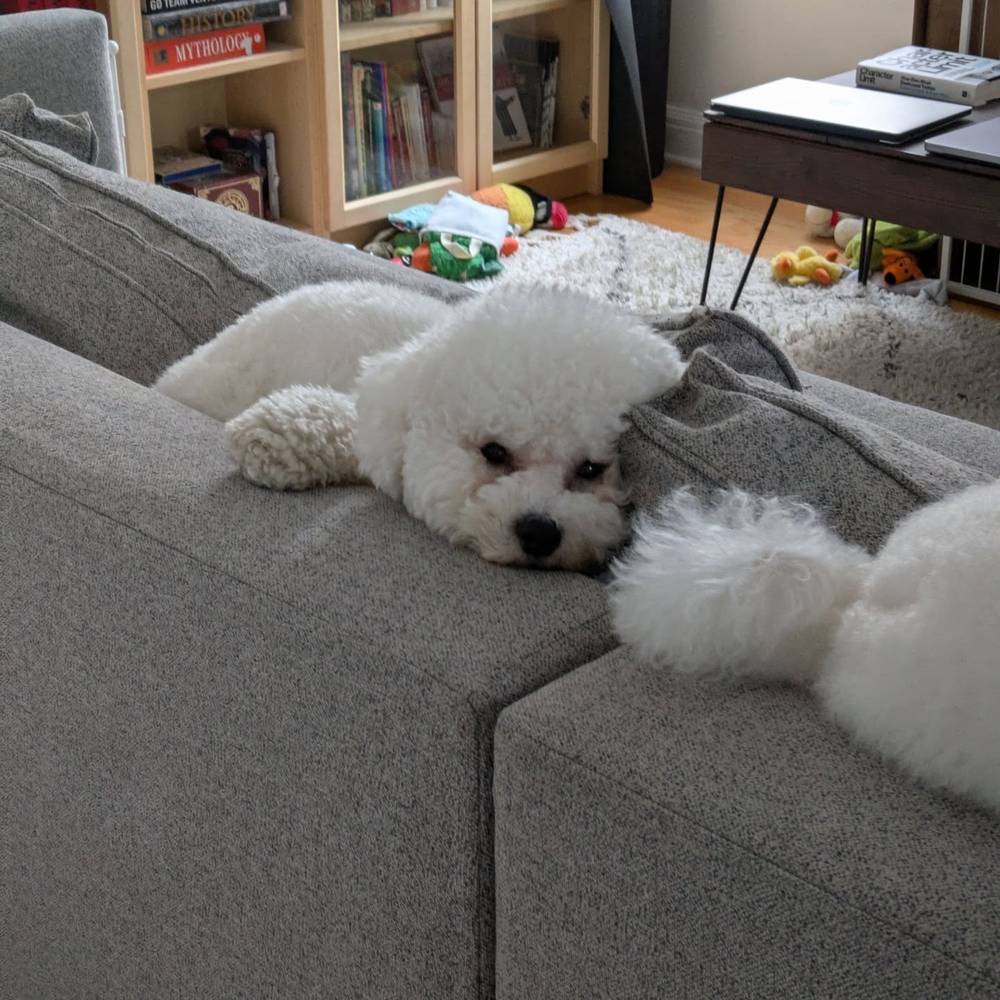 I've discovered that I love squishing behind the couch cushions 😌