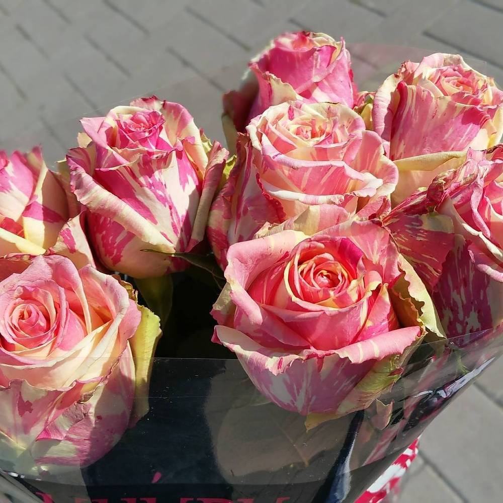 A bouquet of pink and white striped roses.