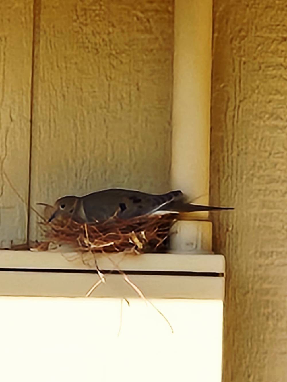 MayDay🕊️🕊️ 🪹🪹 Zone#9B, Sonoran 🏜️ Mourning, White-winged dove