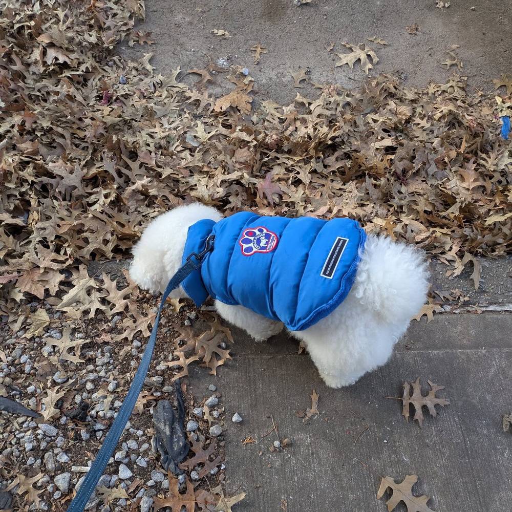 Gotta sniff all the leaves 🍂