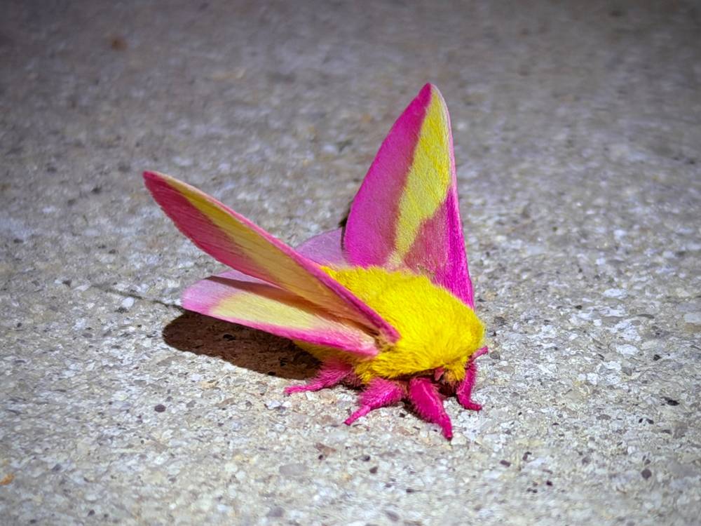 rosy maple moth