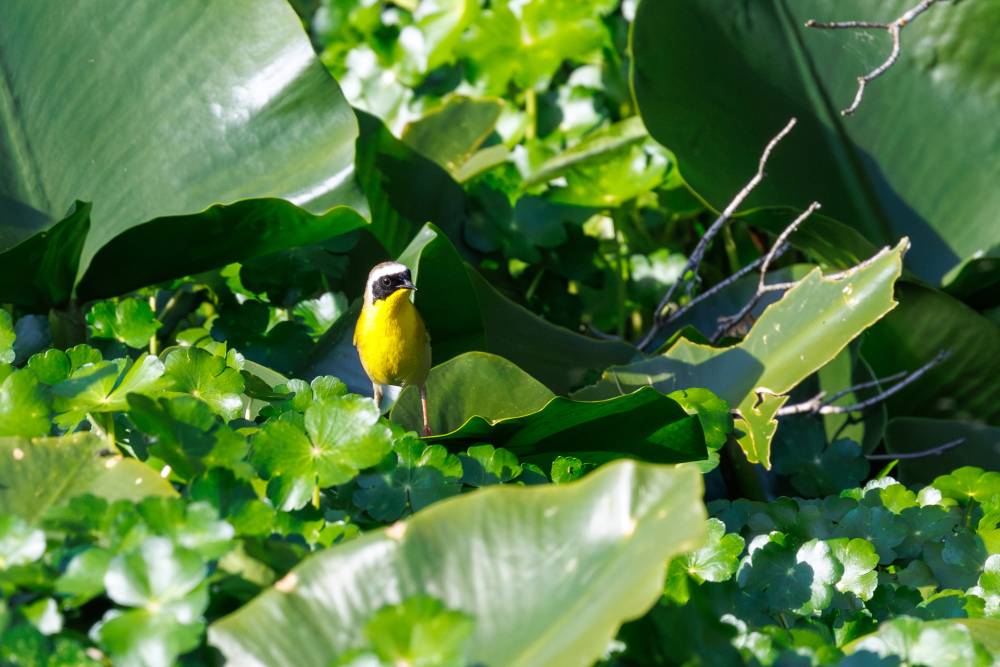 Yellow guy