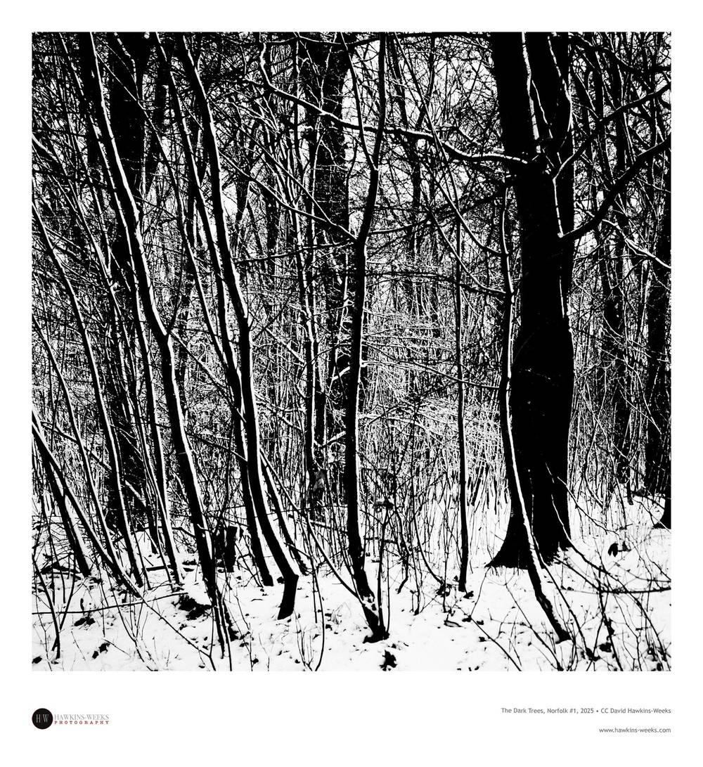 The Dark Trees, Norfolk #1, 2025