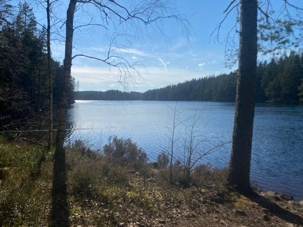 A calm lake framed by birch and pine trees on a clear day, with forested hills reflected on the far shore.