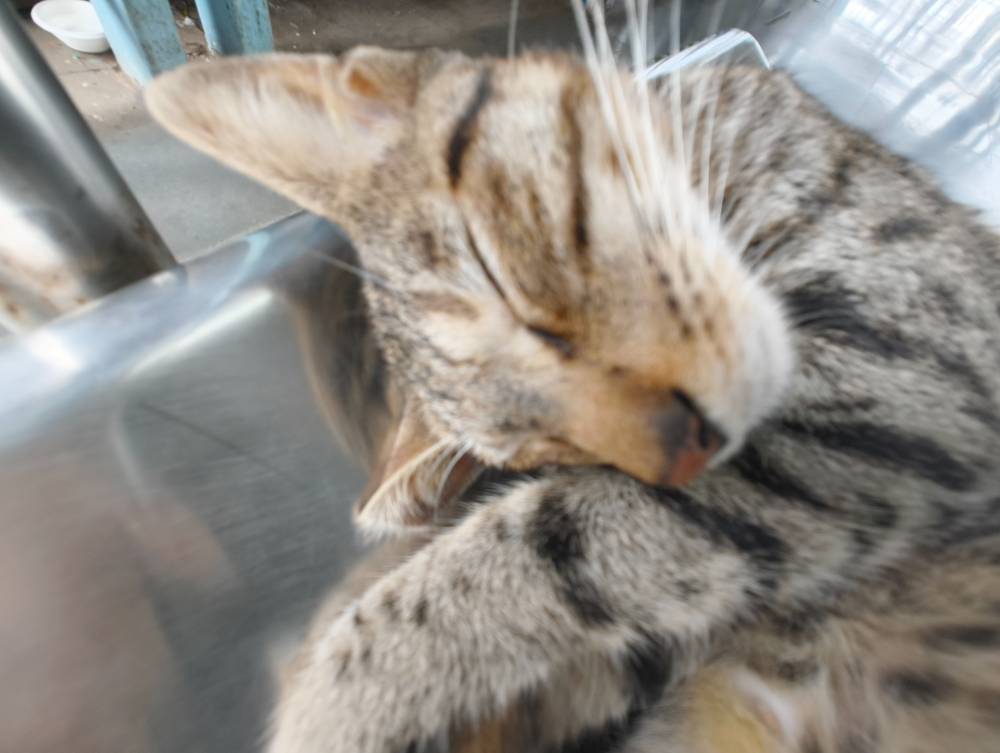 shrimp kitty closeup 