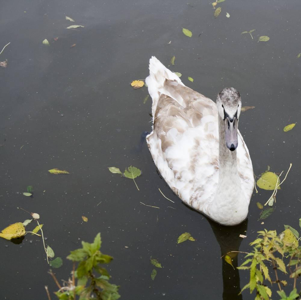 A young swan with brownish plumage swimming close to the camera among floating leaves.