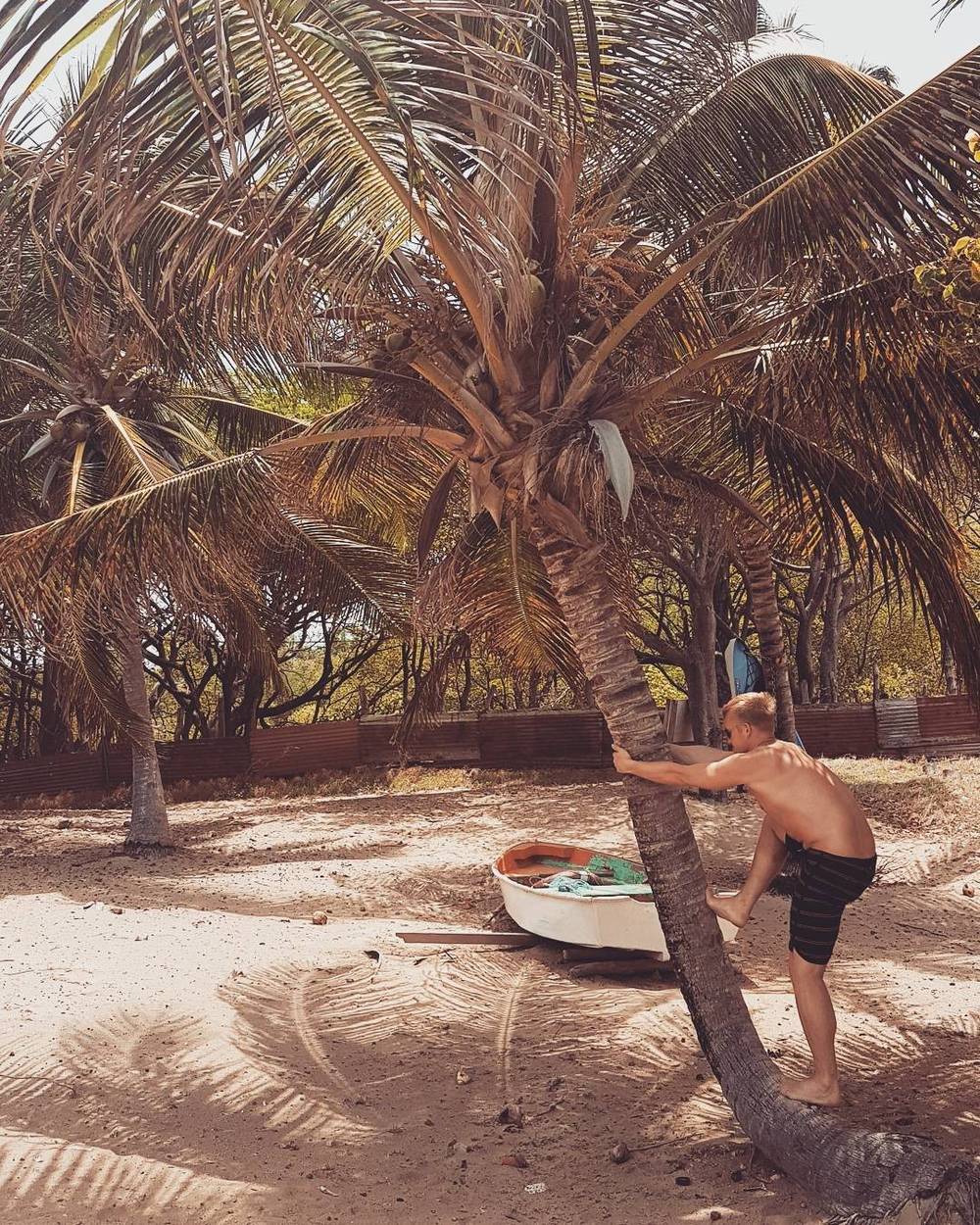 A man climbing a leaning palm tree near a small boat on the beach.