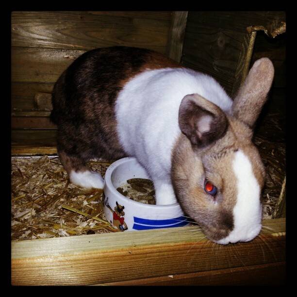 A rabbit with brown and white fur eating from a bowl in a wooden hutch.