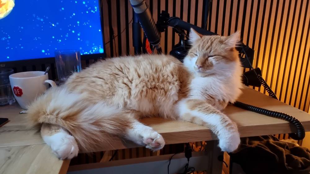 Cat laying on Guido's desk