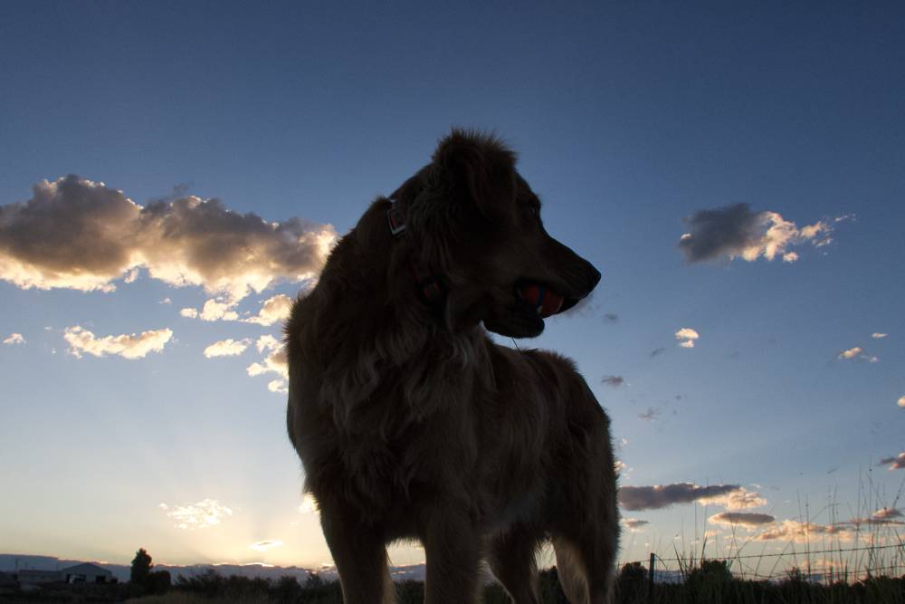 Dog/Photo walk