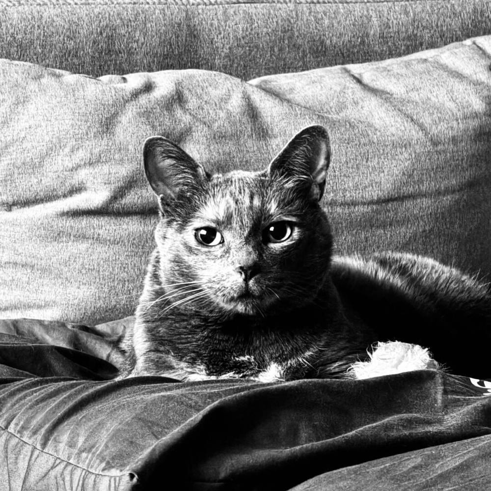 serious kitty