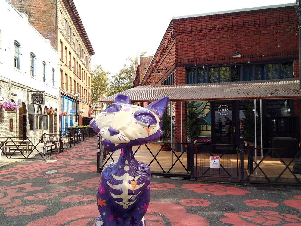 i saw a cat #campsnap