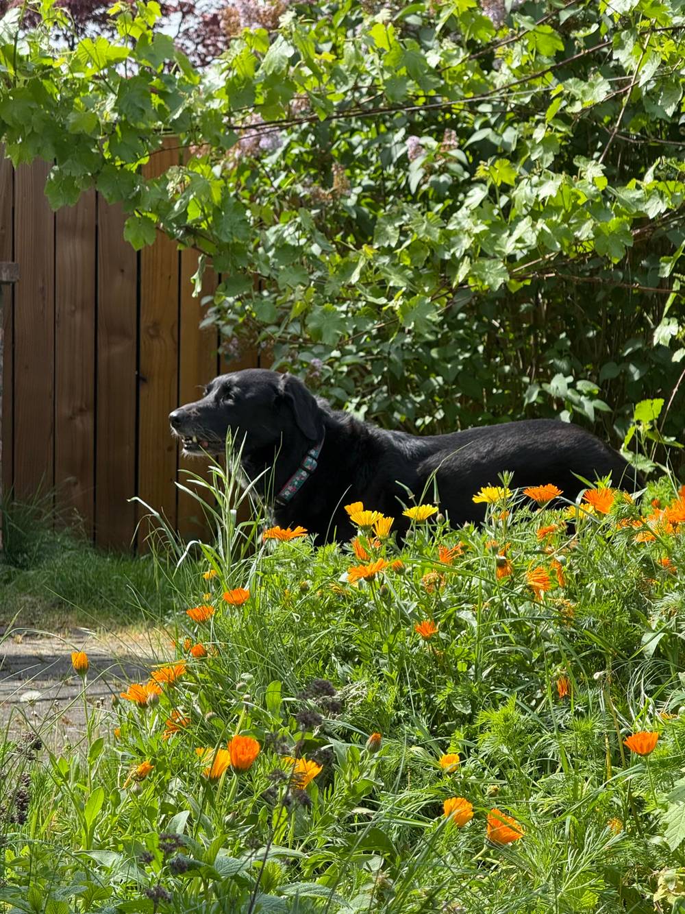 A black dog visible above tall flowers