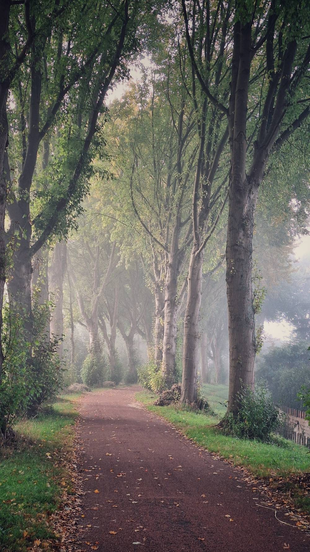 Boomrijke laan met een roodbruine wandel- of fietspad dat in de verte wegkronkelt.  
Aan beide kanten van het pad staan hoge, rechte bomen met grijze stammen en een dicht bladerdak van licht- tot donkergroene bladeren, waardoor een soort tunnel ontstaat.  
Op het pad en in het gras ernaast liggen verspreid gele en bruine herfstbladeren.  
In de achtergrond hangt een lichte nevel of ochtendmist tussen de bomen, waardoor de verte zacht en wat wazig oogt.  
Langs de rechterkant van het pad ligt een smalle strook gras en daarachter een iets lager gelegen gebied, mogelijk een sloot of greppel, met nog meer groen.  
De sfeer is rustig en stil, alsof het vroeg in de ochtend of een koele herfstdag is.