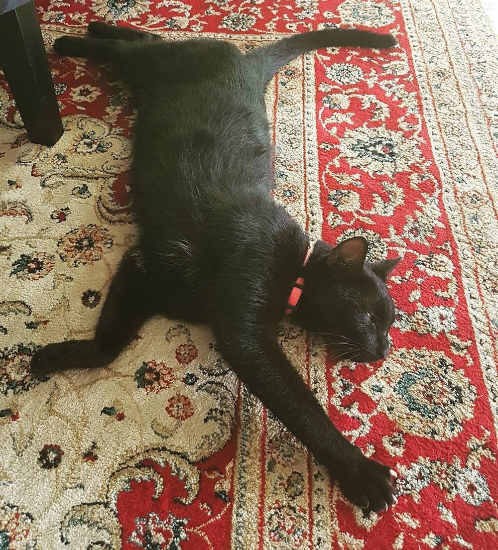 A black cat sprawled out on a red patterned rug.