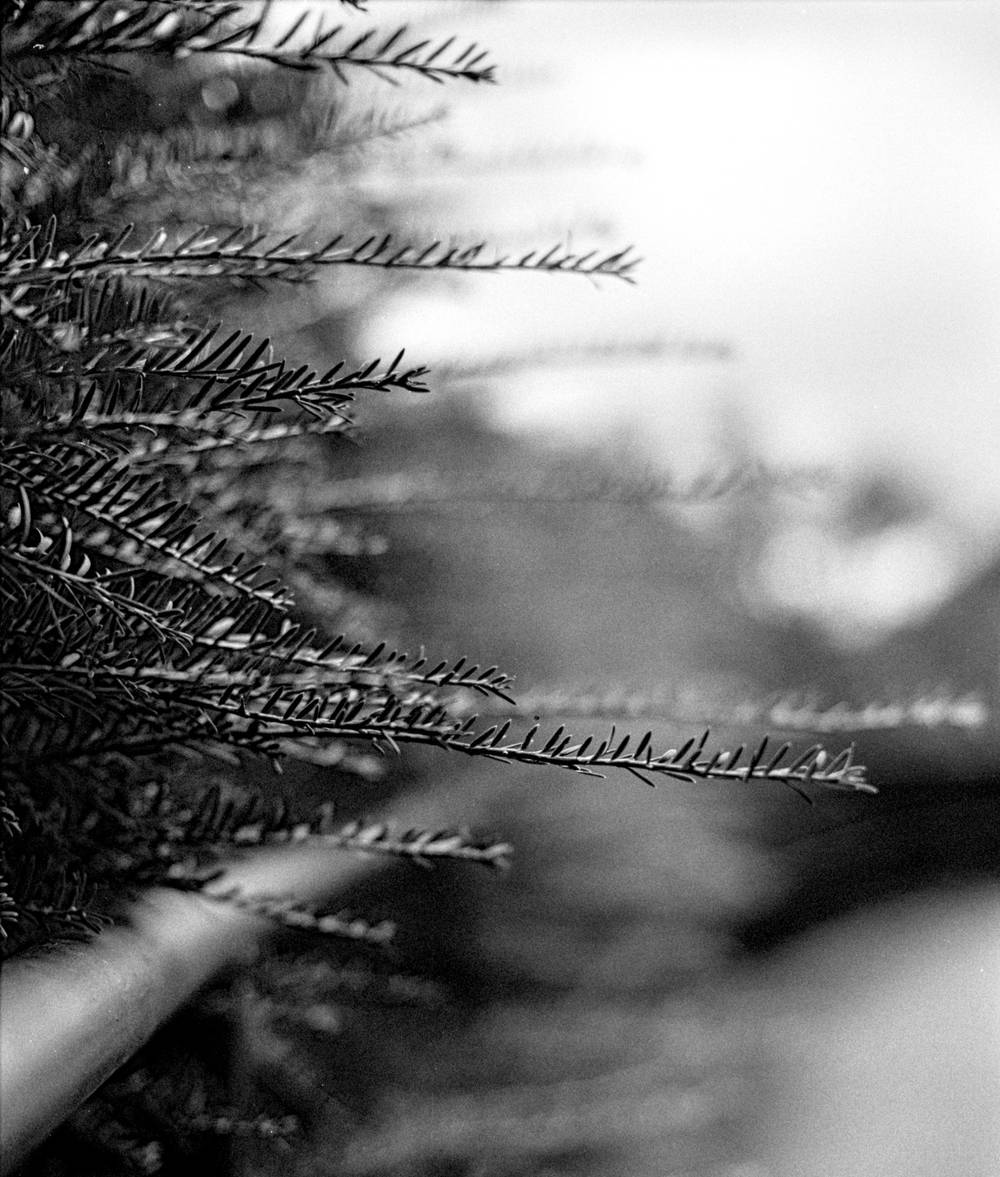 Needles