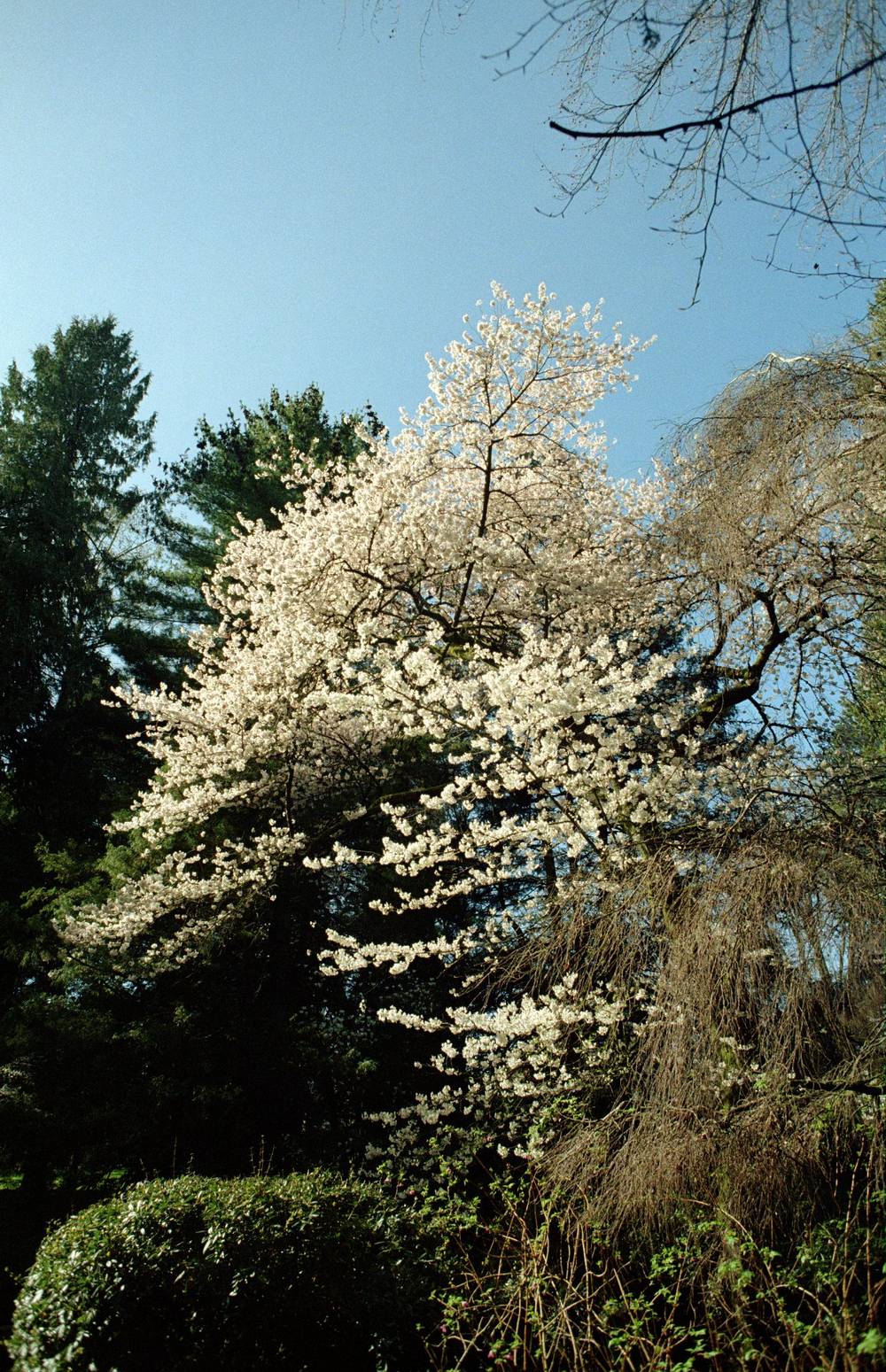 Spring